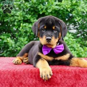 Gabby, Rottweiler Puppy