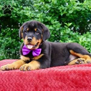 Gabby, Rottweiler Puppy