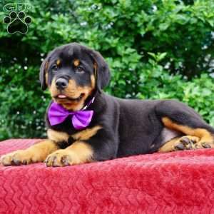 Gabby, Rottweiler Puppy