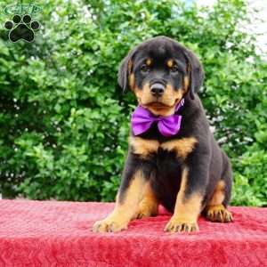 Gabby, Rottweiler Puppy
