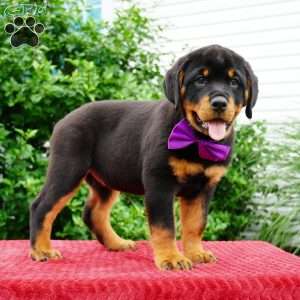 Gabby, Rottweiler Puppy