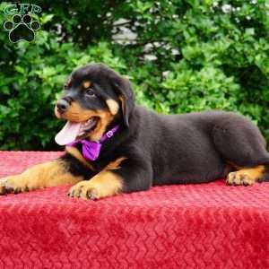 Gabby, Rottweiler Puppy