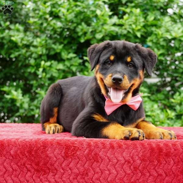 Britta, Rottweiler Puppy