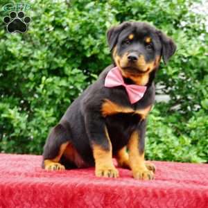 Britta, Rottweiler Puppy