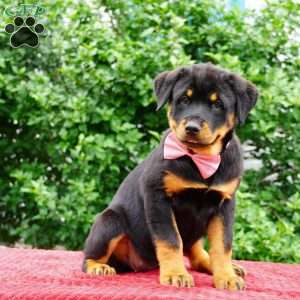 Britta, Rottweiler Puppy