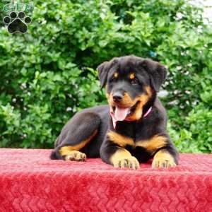 Britta, Rottweiler Puppy