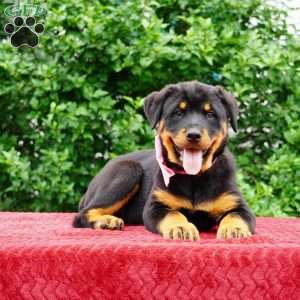Britta, Rottweiler Puppy