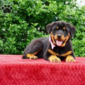 Britta, Rottweiler Puppy