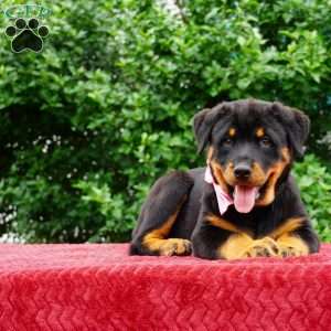 Britta, Rottweiler Puppy