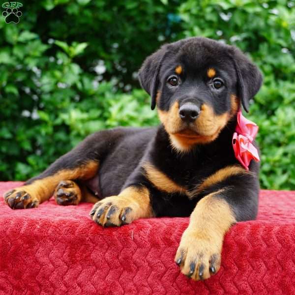 Piper, Rottweiler Puppy
