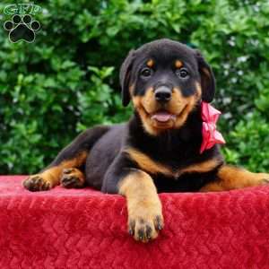 Piper, Rottweiler Puppy