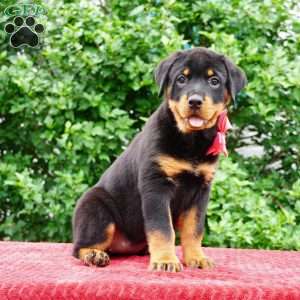 Piper, Rottweiler Puppy