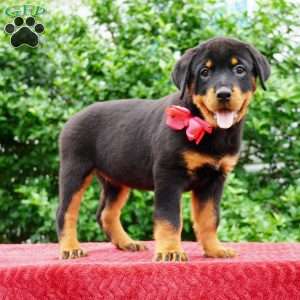 Piper, Rottweiler Puppy