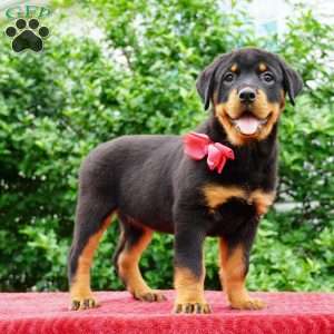 Piper, Rottweiler Puppy