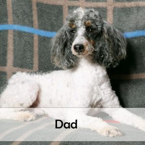 dad