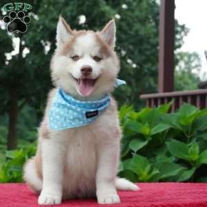Cash, Siberian Husky Puppy