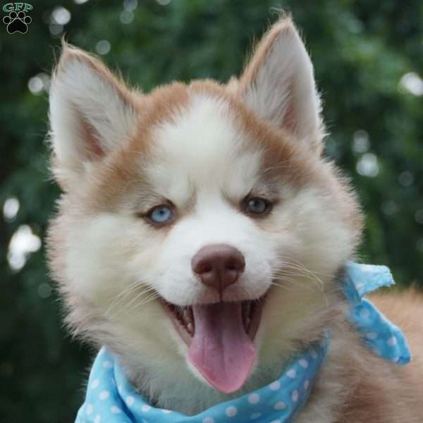 Cash, Siberian Husky Puppy