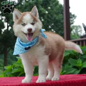 Cash, Siberian Husky Puppy