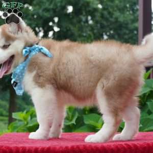 Cash, Siberian Husky Puppy