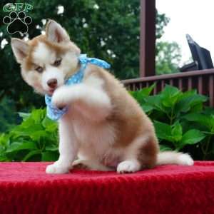 Cash, Siberian Husky Puppy