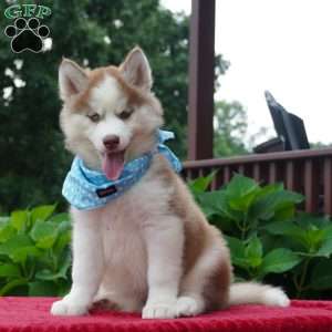 Cash, Siberian Husky Puppy