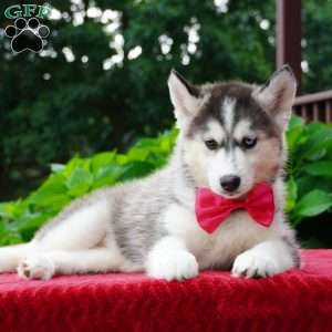 Buffy, Siberian Husky Puppy