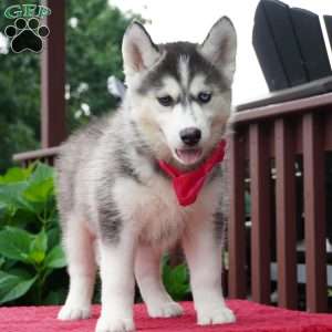 Buffy, Siberian Husky Puppy