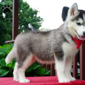 Buffy, Siberian Husky Puppy