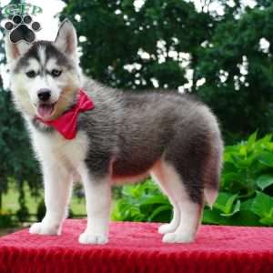 Buffy, Siberian Husky Puppy