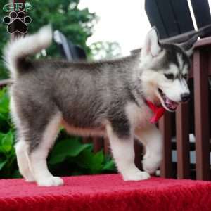 Buffy, Siberian Husky Puppy