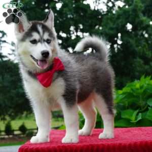 Buffy, Siberian Husky Puppy
