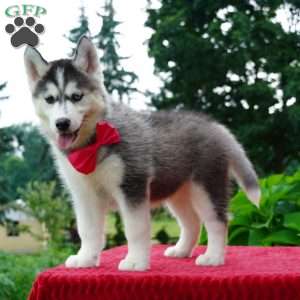 Buffy, Siberian Husky Puppy