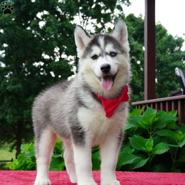 Buffy, Siberian Husky Puppy