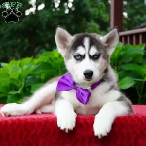 Stella, Siberian Husky Puppy