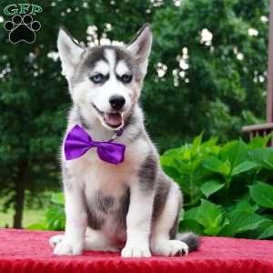 Stella, Siberian Husky Puppy