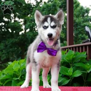 Stella, Siberian Husky Puppy