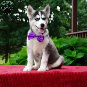Stella, Siberian Husky Puppy