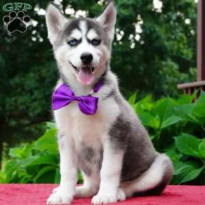 Stella, Siberian Husky Puppy