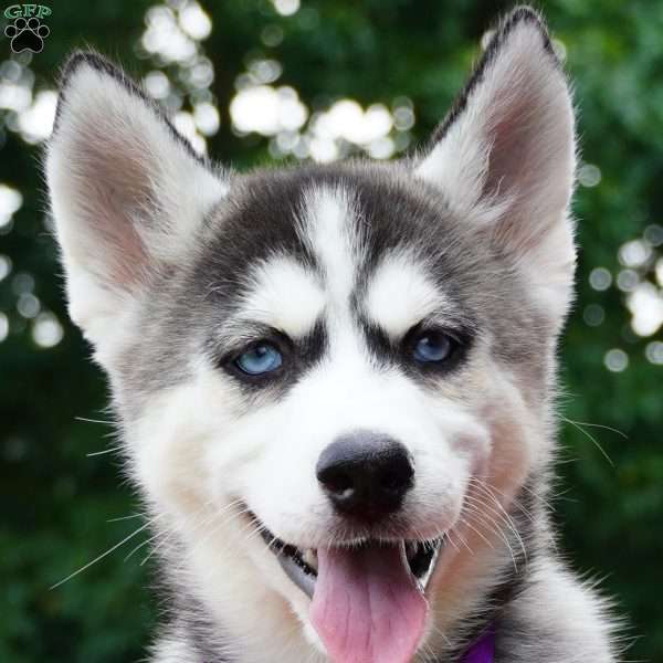 Stella, Siberian Husky Puppy