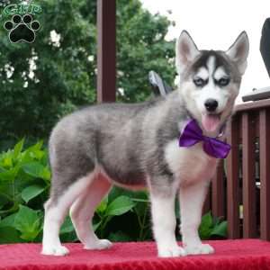 Stella, Siberian Husky Puppy