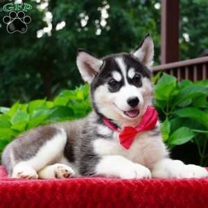 Gretta, Siberian Husky Puppy