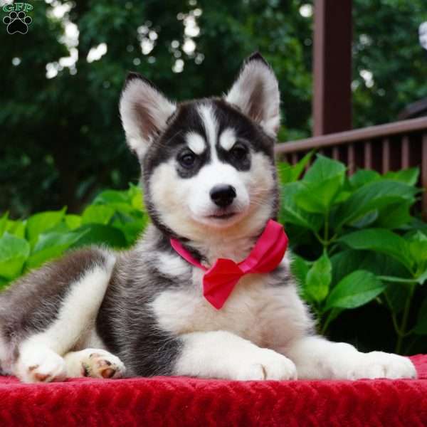 Gretta, Siberian Husky Puppy