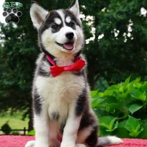 Gretta, Siberian Husky Puppy