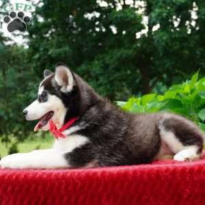 Gretta, Siberian Husky Puppy