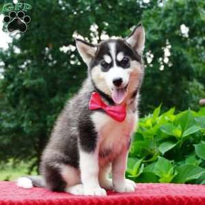 Gretta, Siberian Husky Puppy