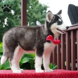 Gretta, Siberian Husky Puppy