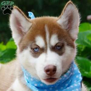 Chief, Siberian Husky Puppy