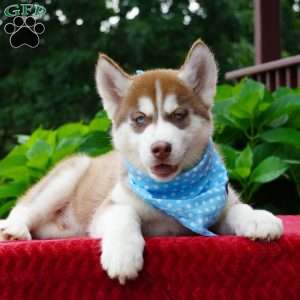 Chief, Siberian Husky Puppy