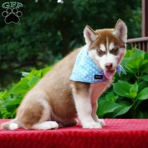 Chief, Siberian Husky Puppy