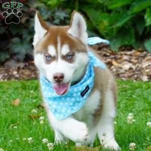 Chief, Siberian Husky Puppy